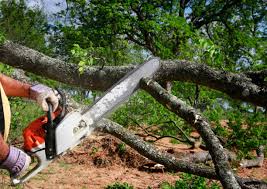 Best Hazardous Tree Removal  in Yosemite Valley, CA