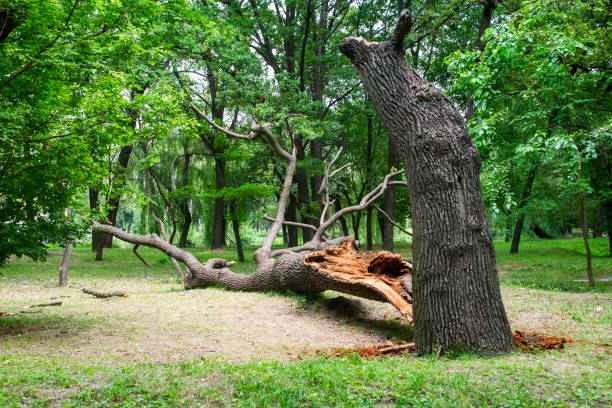 Best Lawn Disease Treatment  in Yosemite Valley, CA