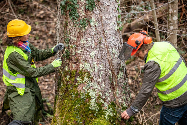 Best Arborist Consultation Services  in Yosemite Valley, CA