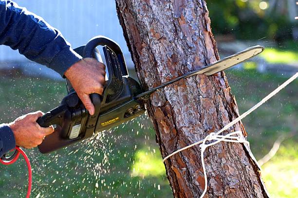 Best Root Management and Removal  in Yosemite Valley, CA