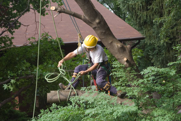 How Our Tree Care Process Works  in  Yosemite Valley, CA