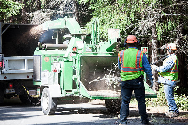 Professional Tree Care in Yosemite Valley, CA