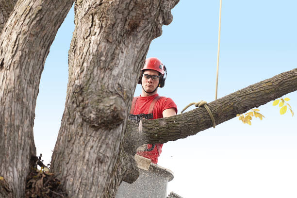 Best Tree Cabling and Bracing  in Yosemite Valley, CA