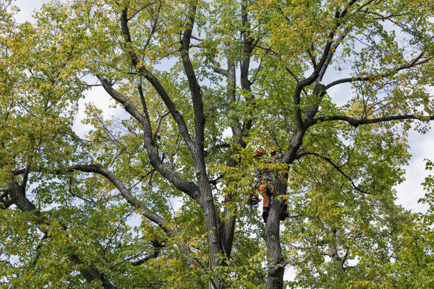 Best Tree Disease Treatment  in Yosemite Valley, CA